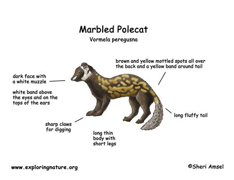 Polecat (Marbled)