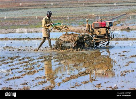 Workers Working On The Rice Paddy Fields In Kerala South India India