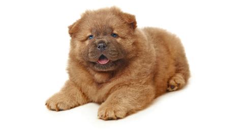 Chow Chow Preço - Chow Chow Preço, Valor Para Comprar e Fotos – Mundo Ecologia