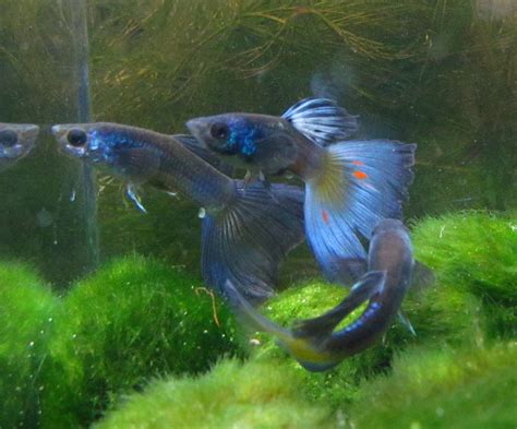 Blue Moscow Guppy Male - TRiN's Tropical Fish