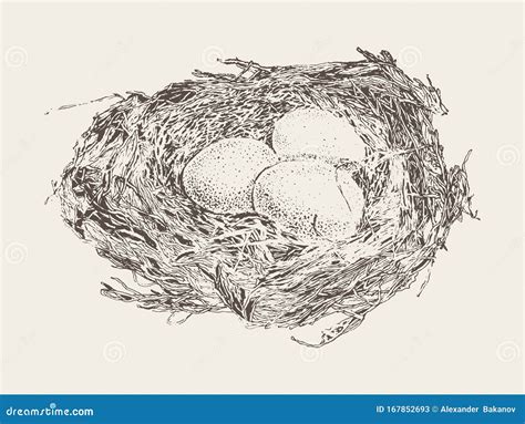 Bird Nest Three Eggs Hand Drawn Vector Sketch Stock Vector