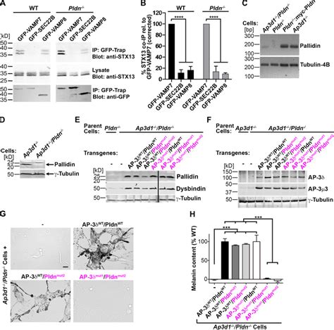 Lentiviral Crispr Cas9 Vector System Lenticrispr V2 Addgene Inc Bioz