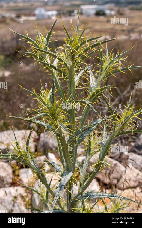 Yellow star-thistle, Centaurea solstitialis Stock Photo - Alamy