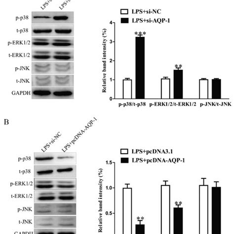 Lps Induced Damage In Hk Cells Hk Cells Were Treated With A