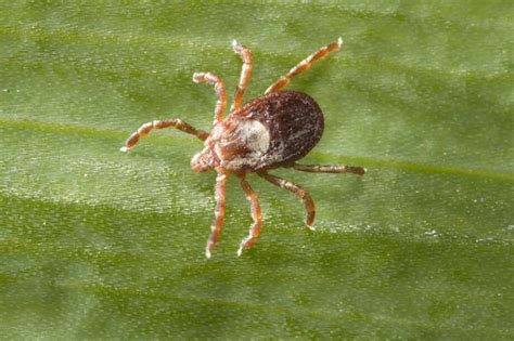 Guide To Ticks And Tickborne Illnesses The Register Citizen