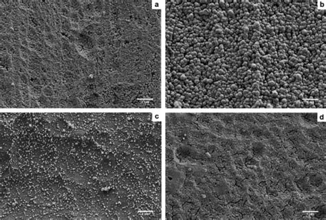 Scanning Electron Micrographs Of The Pure Aluminum A B And Aa T