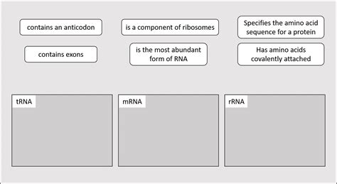 Sort Each Description By The Type Of RNA TRNA MRNA RRNA Quizlet