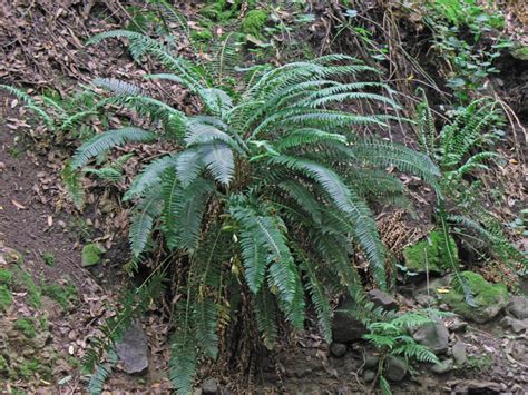 polystichum munitum  watershed nursery