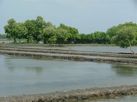 seminar pengembangan percontohan tambak ramah lingkungan  sesuai