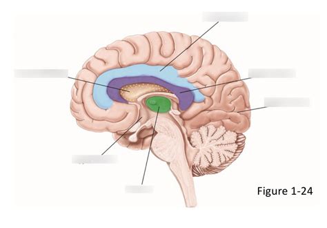 Neuro Bases Quiz Powerpoint Diagram Quizlet