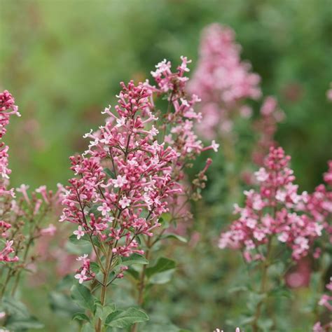 Bloomerang Ballet Lilac Proven Winners Colorchoice Flowering Shrubs