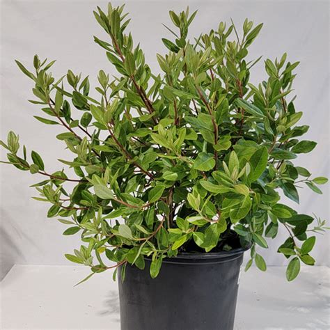 PJM Elite Star Rhododendron | Plant Addicts