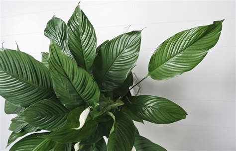 10 Low Maintenance Indoor Plants for the Brisbane Climate | Calibre Real Estate