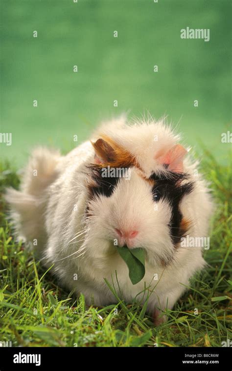 Cobaya Cavie Interno Cavia Porcellus Raza Roseta única Persona