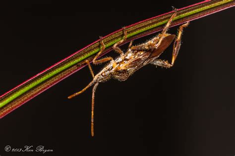 Western Conifer Seed Bug