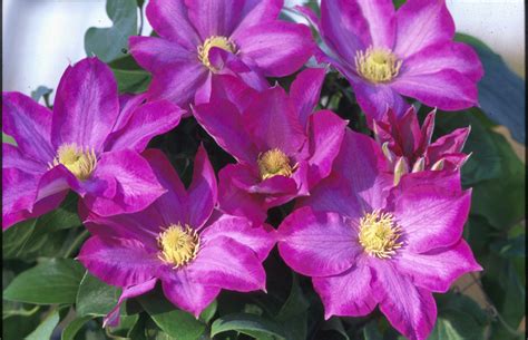 Pink Champagne - Clematis Vines - Donahue's Greenhouse