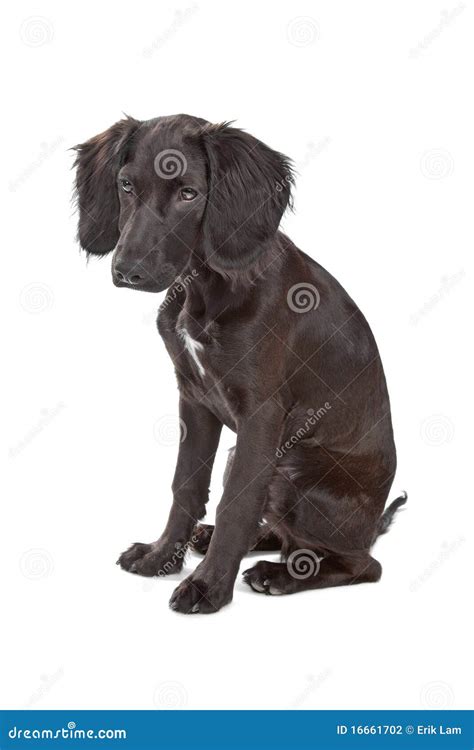 Black Cocker Spaniel Mix Puppies