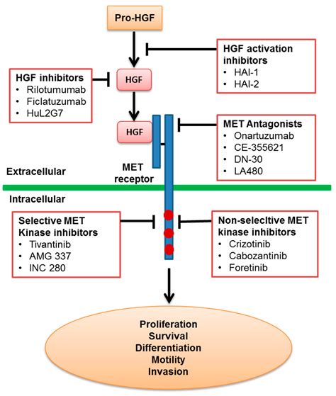 Biomedicines Free Full Text Recent Progress And Advances In Hgf Met