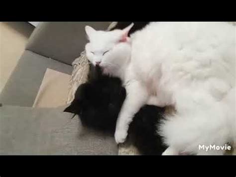 КОШКА Снежка с котом Мишкой передаёт привет.🤗 - YouTube