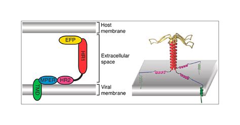 Understanding The Activated Form Of A Class I Fusion Protein Modeling