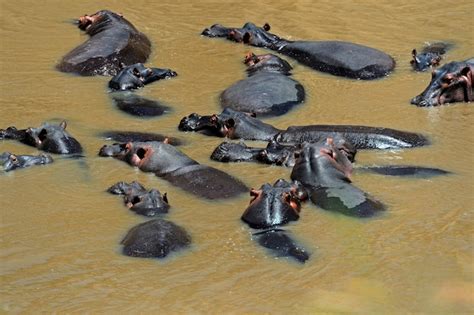 Premium Photo | African hippo in their natural habitat. kenya. africa.