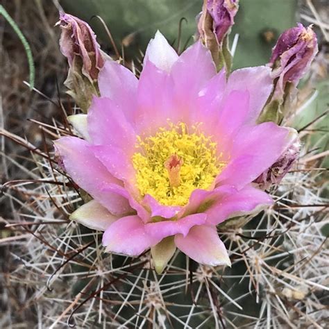 pink-cactus-flower | Colorado's Wildflowers