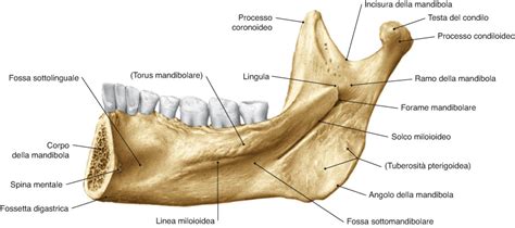 Mandibola Medicina