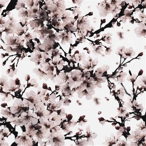 White Cherry Blossom Wallpapers | Download 40 images for Free | WidgetClub