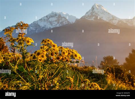 Sunrise at Poon Hill in Himalayas with a view of Annapurna range ...