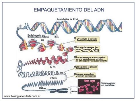 Empaquetamiento Del Adn Empaquetamiento Del Adn Cromosomas Adn