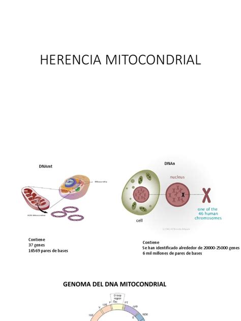 4 Herencia Mitocondrial Pdf Adn Mitocondrial Mutación