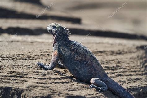 iguana marina Amblyrhynchus cristatus también mar agua salada o