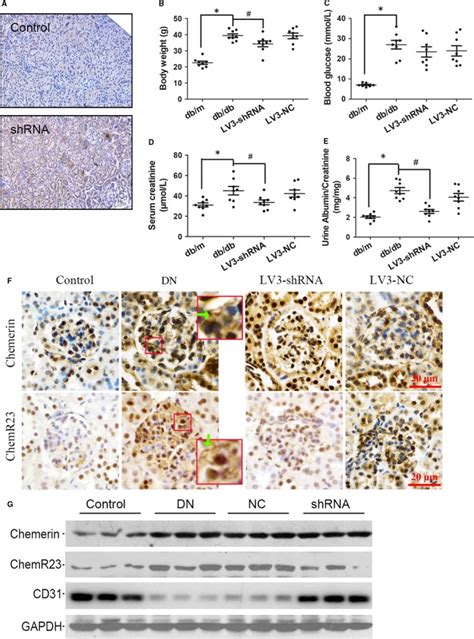 Chemerin ChemR23 Axis Promotes Inflammation Of Glomerular Endothelial