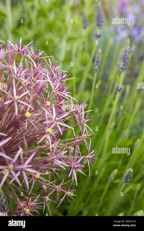 Allium Christphii Flowering Amongst Lavender And Campanula In A Raised