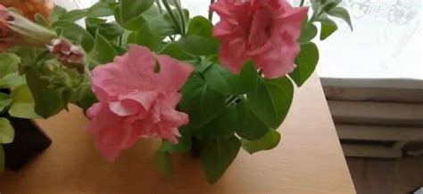 Петуния махровая Дуо F1 Нежно-розовая. Семена Алтая. - Смотреть онлайн ...