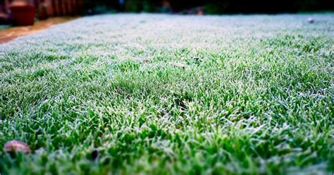 Cómo Plantar Césped Natural En Verano Y En Invierno Arpasa