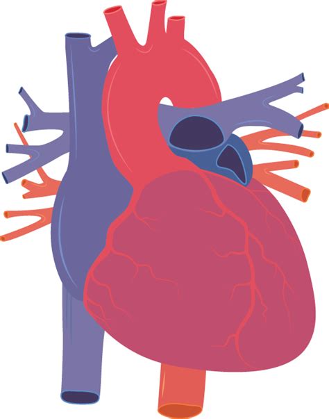 Download Human Heart Human Heart Vector Png Hd Transparent Png