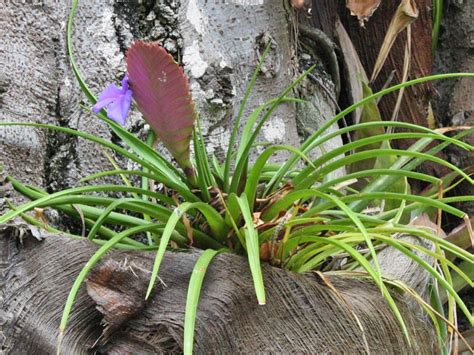 Tillandsia cyanea - Pink Quill