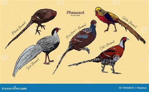 Pheasant Collection Hand Draw Sketch Vector Stock Vector