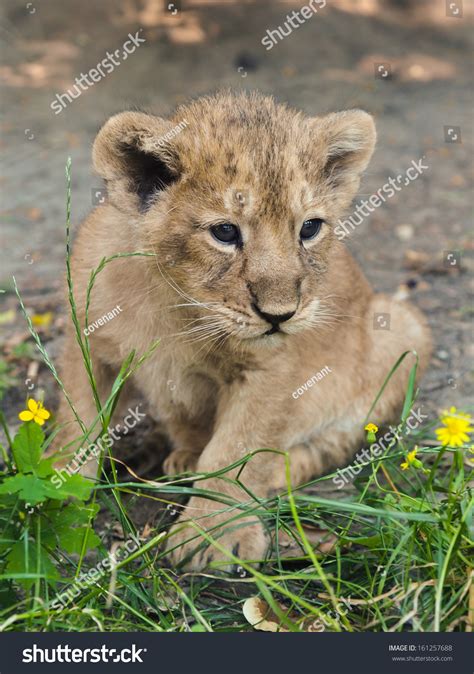 Asiatic Lion Cub Stock Photo 161257688 | Shutterstock