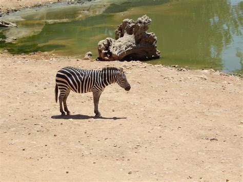 Zebra Safari Zoo Die Kostenloses Foto Auf Pixabay Pixabay