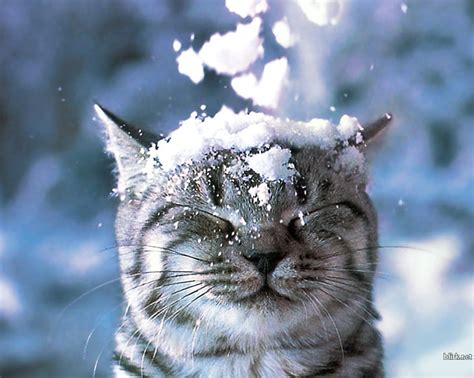 1280x720px | free download | HD wallpaper: cat, ice, snow, snowfall, winter | Wallpaper Flare