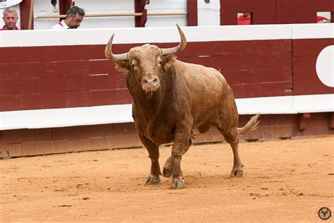 DAX 2023 Retour Sur La Feria De Dax Avec Les Triomphes Majuscules De