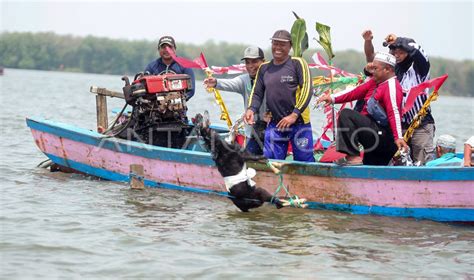 Tradisi Petik Laut Nelayan Pesisir Sidoarjo Antara Foto