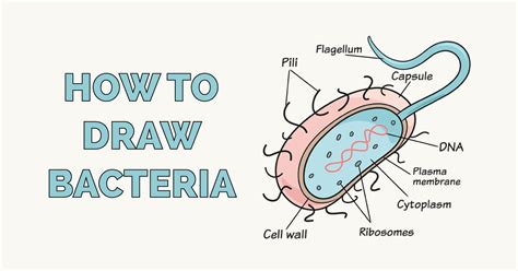 How to Draw Bacteria - Really Easy Drawing Tutorial