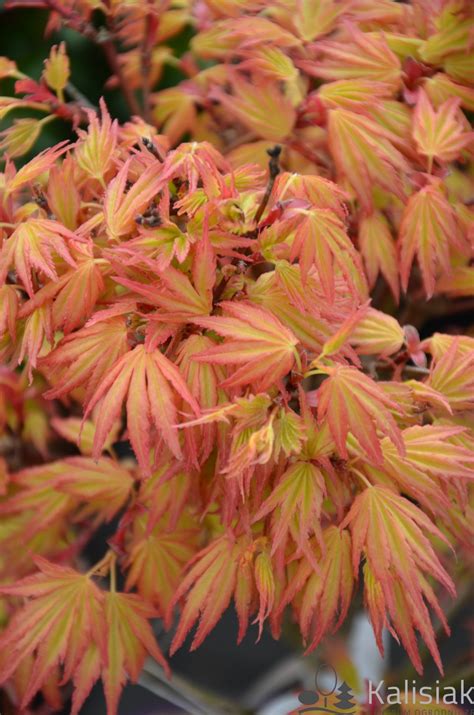 Acer Palmatum Orange Dream Klon Palmowy