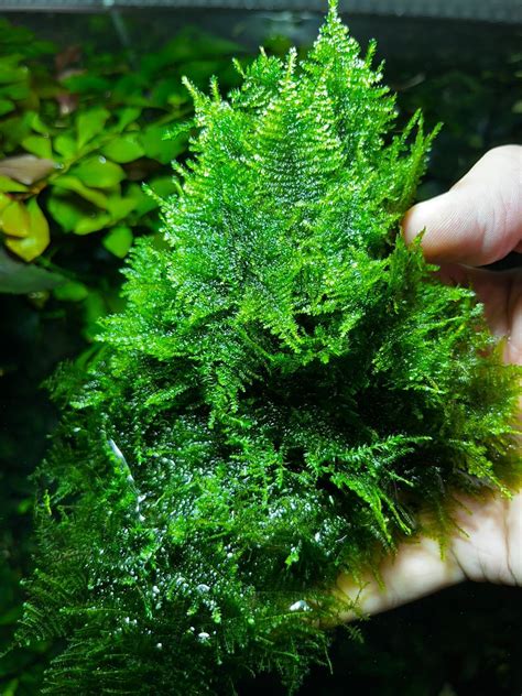Мох рождественский - крисмас (Christmas Moss, Vesicularia montagnei)