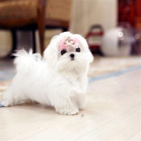 Teacup Maltese Shih Tzu Puppies For Sale Near Me - Pets Lovers