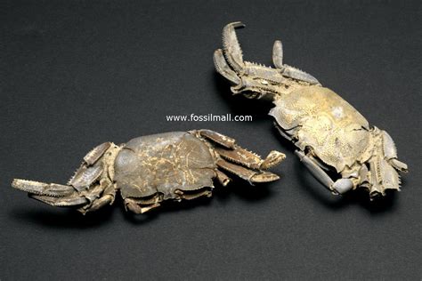 Macrophthalmus Fossils