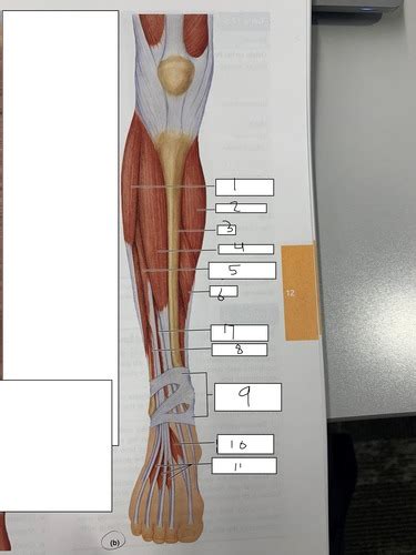 leg muscles Flashcards | Quizlet